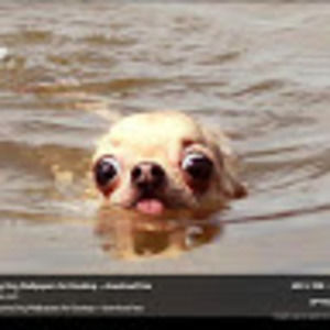 Meet your Posher, Cayden and